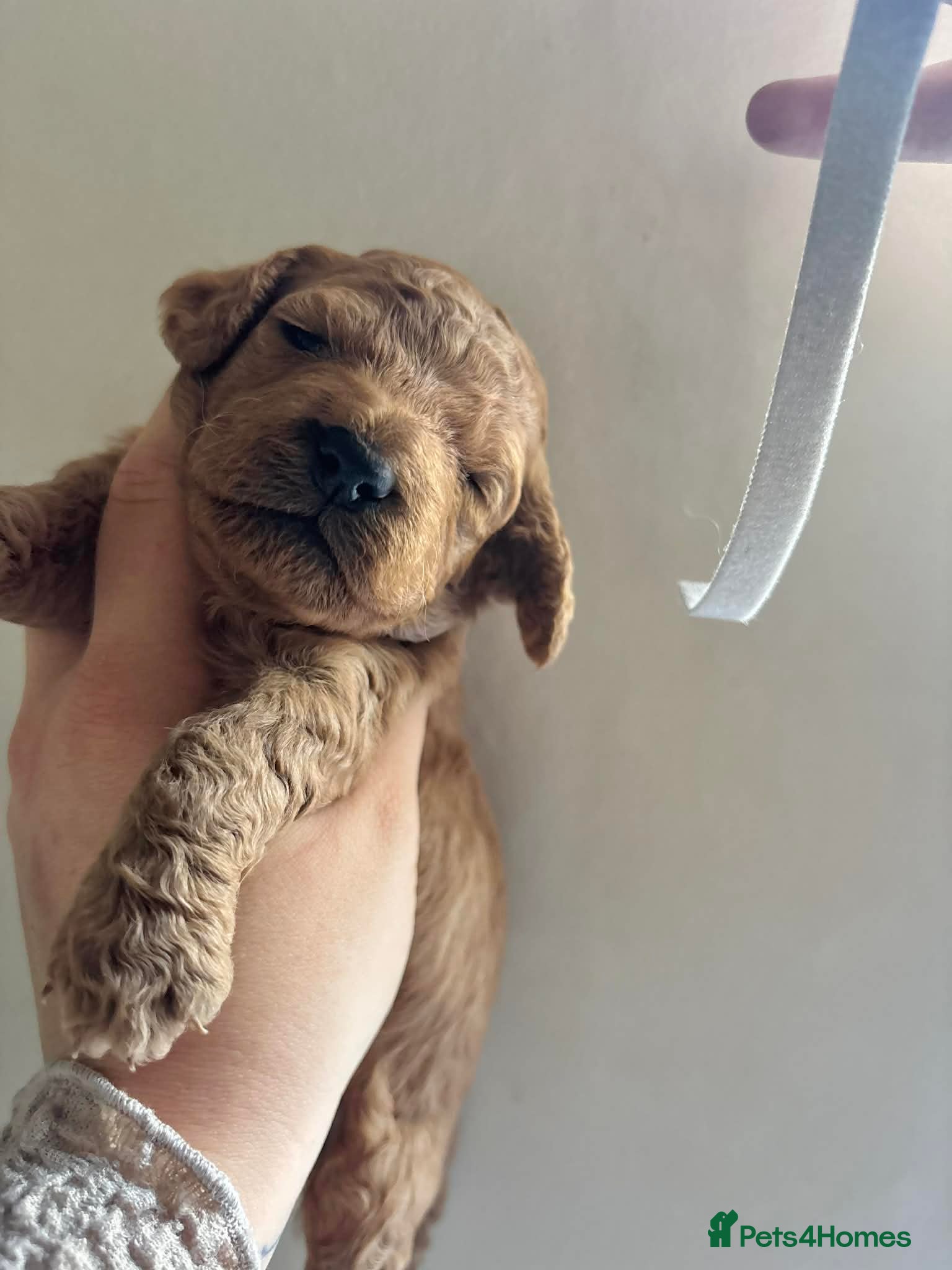 Cockapoo dogs for sale: Cockapoo - Advert 22