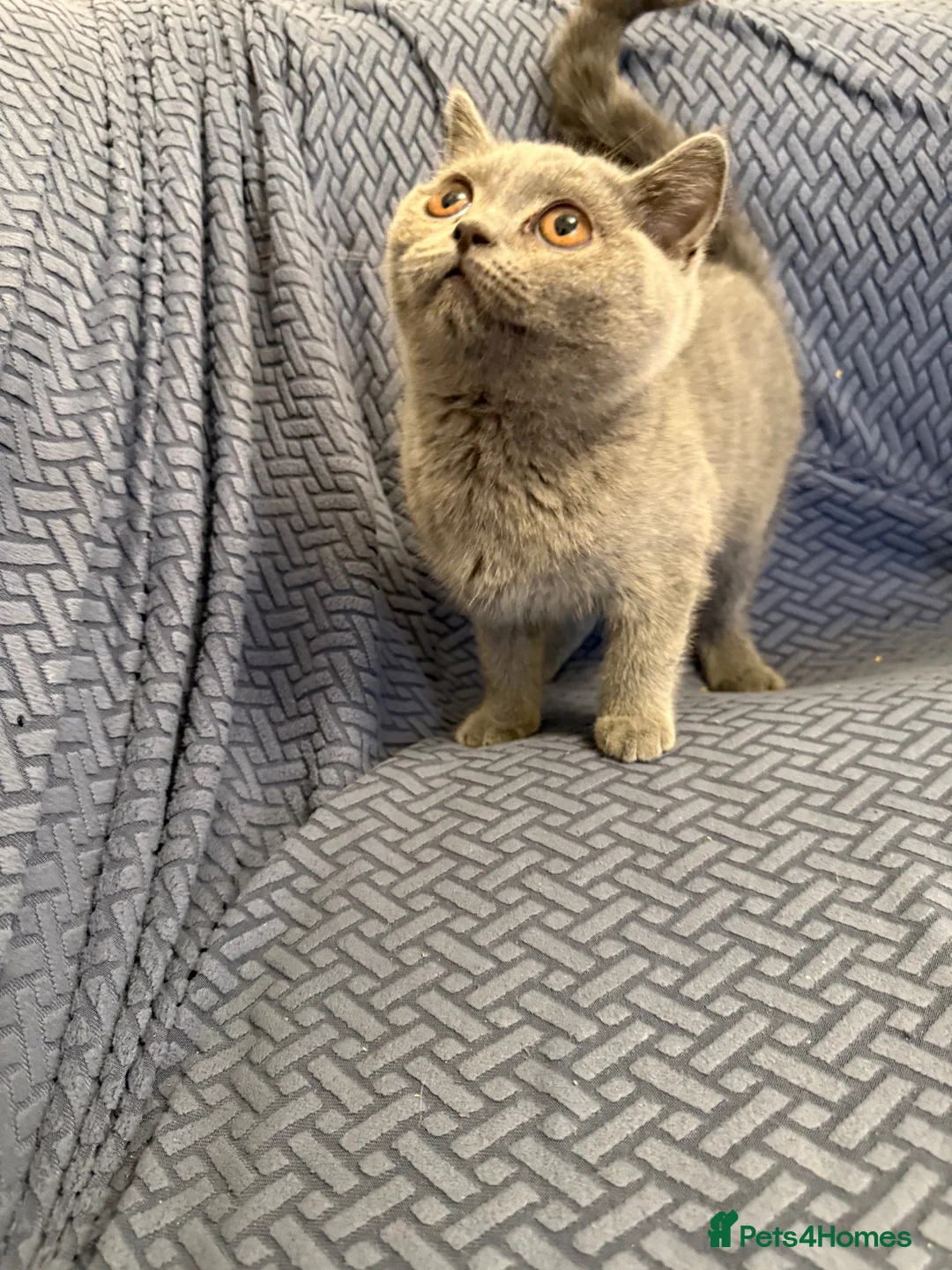 British Shorthair cats for sale: Female British Short Hair For Sale - 🧸 in Birmingham - Advert 4