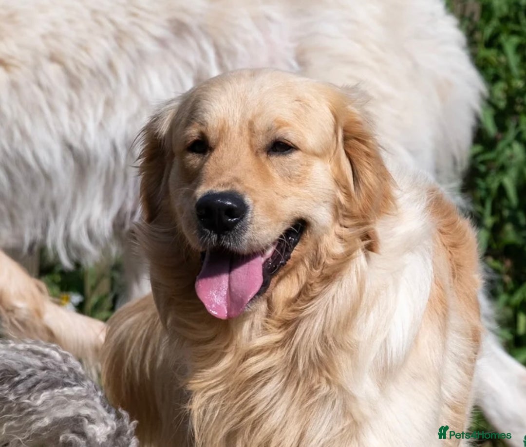 Golden Retriever dogs for sale: Golden retriever puppies - Advert 6