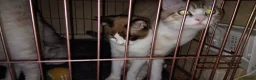 Mixed Breed cats for sale: Kittens for rehoming  in Dunfermline - Advert 7