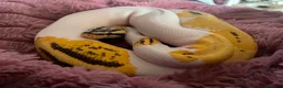 Python Snake reptiles for sale: Fire,pastel,orange dream,pied  - Advert 4