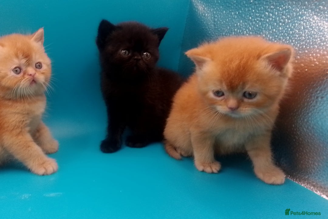 Exotic cats for sale:  Exotic British shorthair  - Image 18