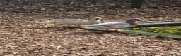 Ducks poultry for sale: Piar of call ducks.  - Advert 1