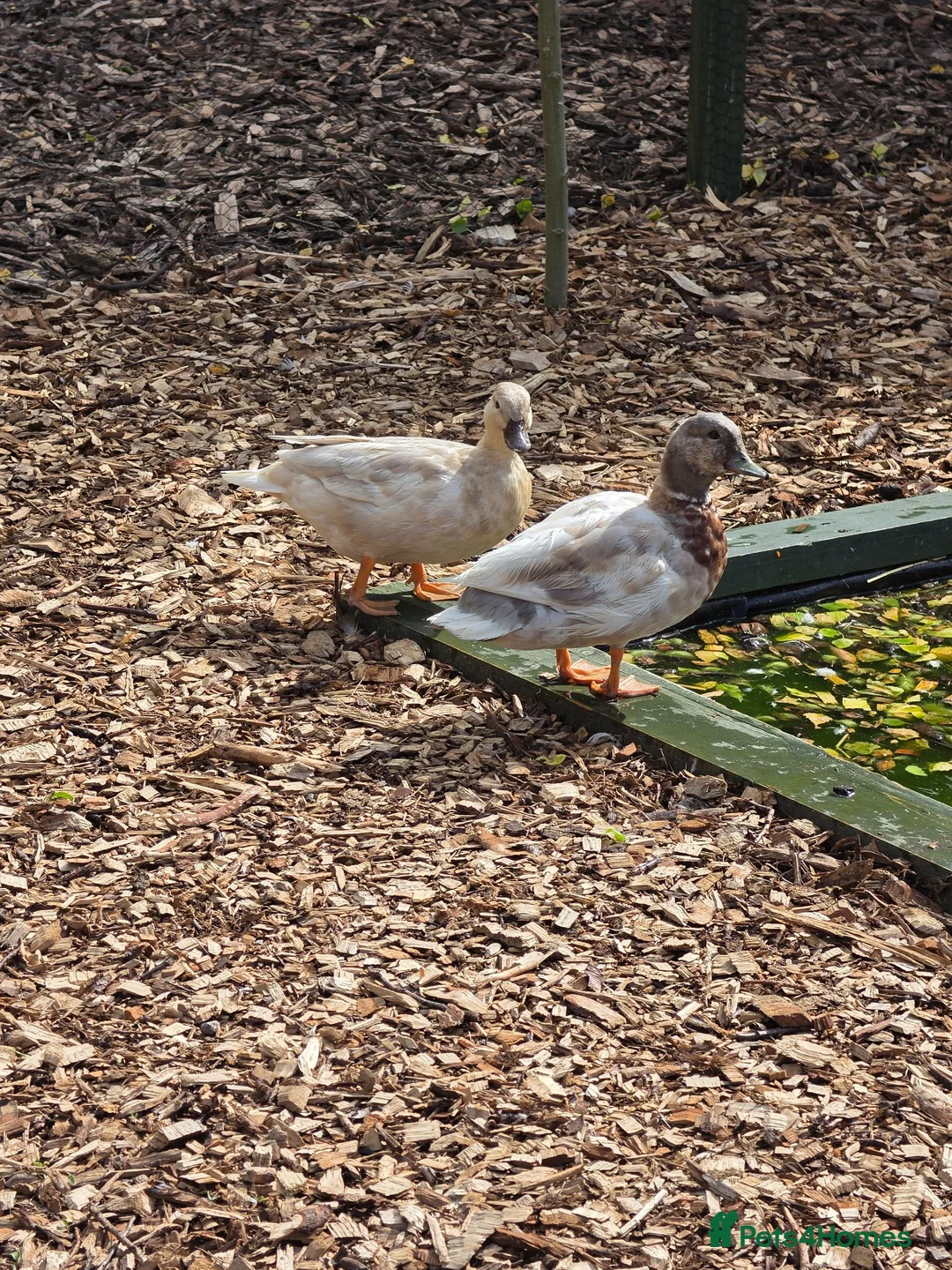 Ducks poultry for sale: Piar of call ducks.  - Advert 1