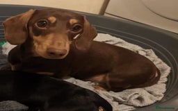 Miniature Dachshund dogs for sale: Beautiful mixture of chocolate and cream mini's - Image 11