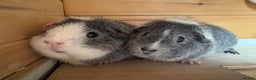 Guinea Pig rodents for sale: Guinea pigs Rex, slate, tri colour funky - Advert 2