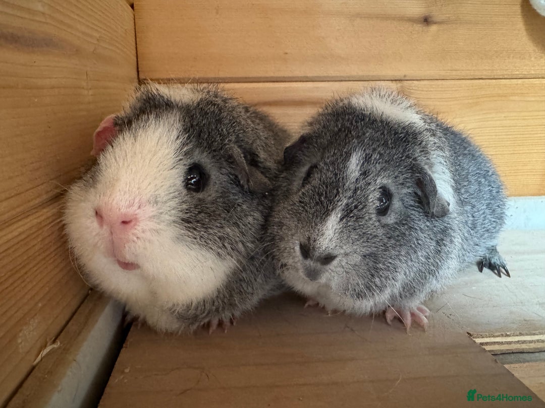 Guinea Pig rodents for sale: Guinea pigs Rex, slate, tri colour funky - Advert 2