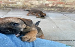 Border Terrier dogs for sale: Border terrier puppy’s  - Image 8