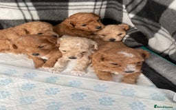 Maltipoo dogs for sale: We have six beautiful Malti-Poo’s - Image 1
