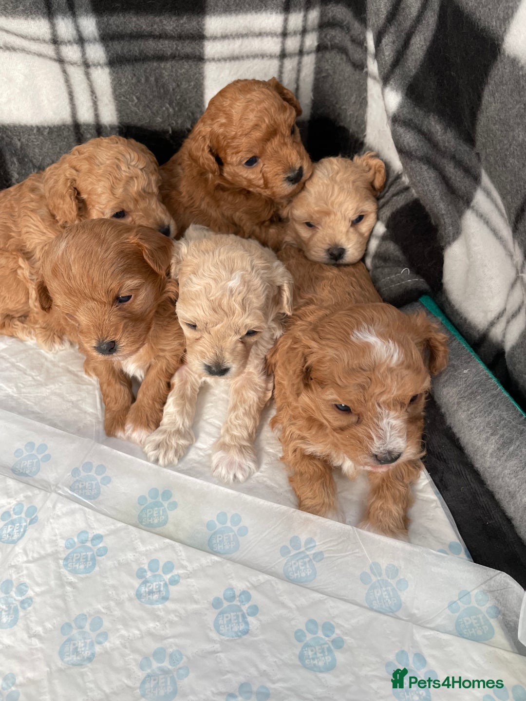 Maltipoo dogs for sale: We have six beautiful Malti-Poo’s - Image 1
