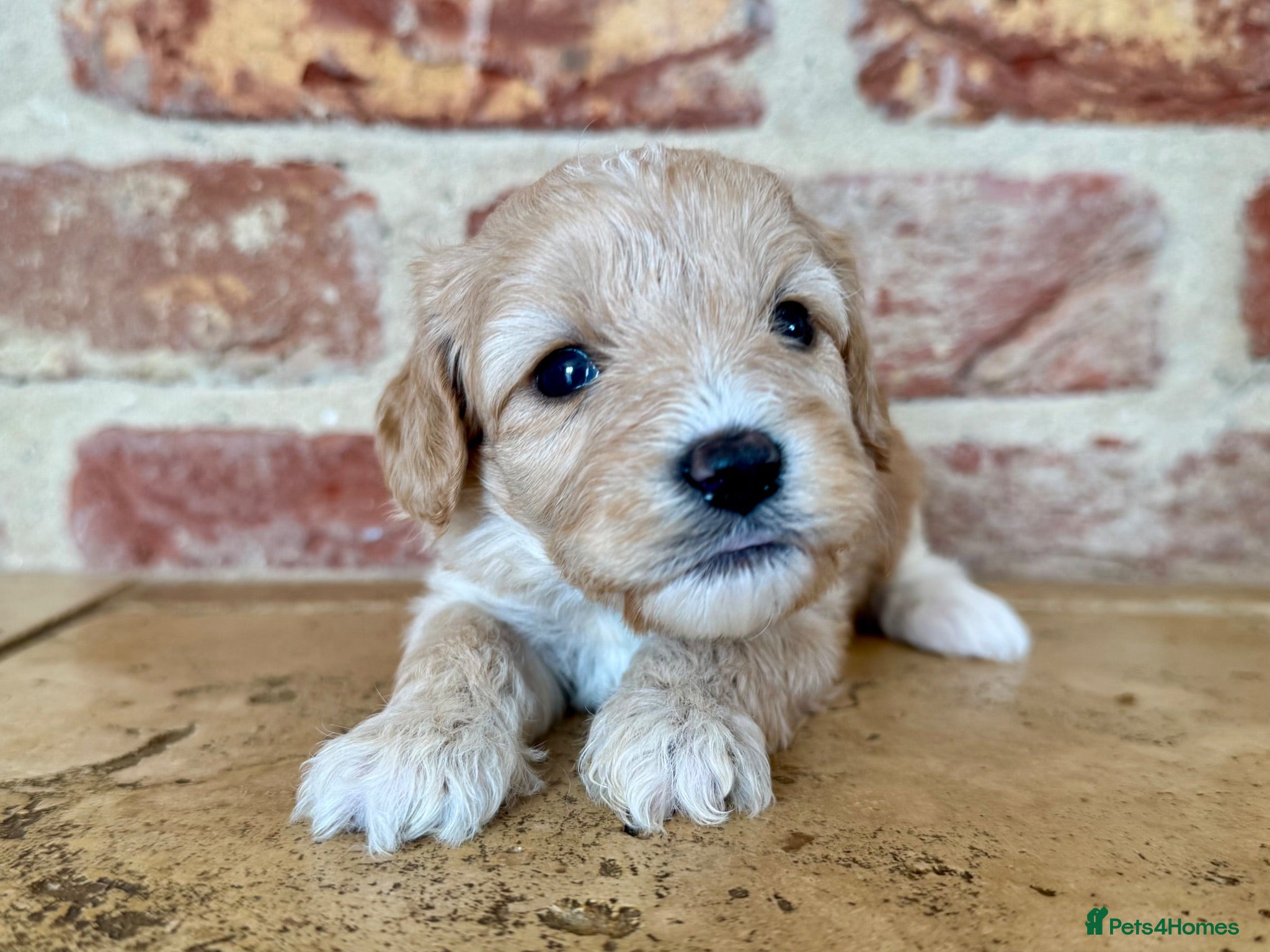 Cavapoo dogs F1 cavapoo males 💙💚 - Advert 2