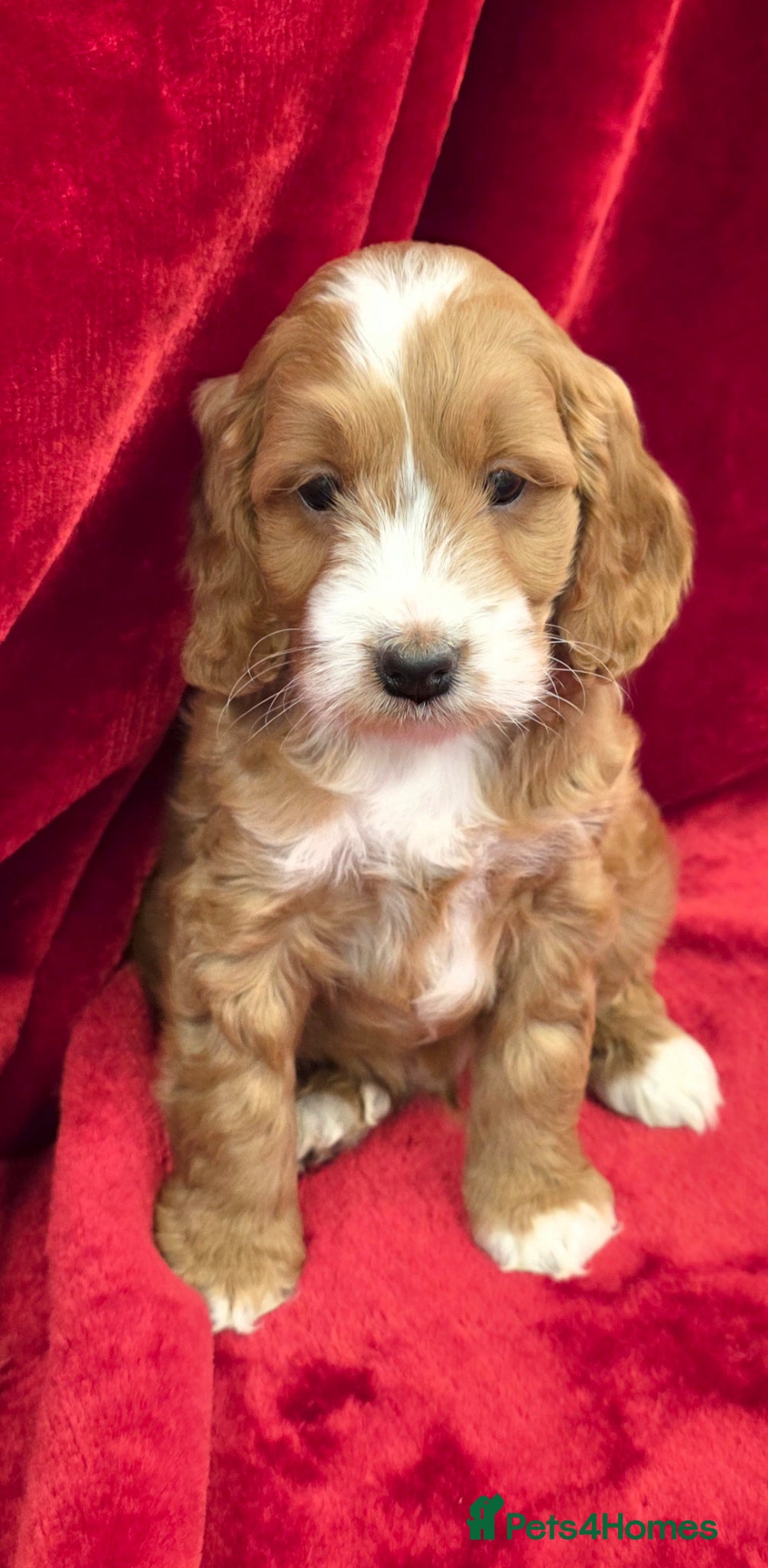 Cockapoo dogs Stunning F1 Cockapoo puppys  - Advert 6