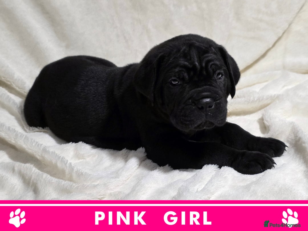 Cane Corso dogs for sale: ⭐️Cane Corso Pups⭐️Pure Championship Genes🏆 - Advert 15