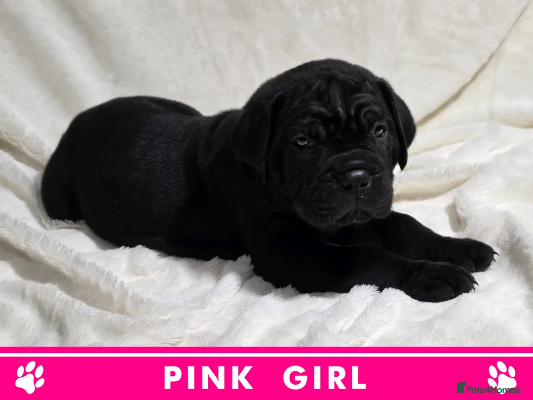 Cane Corso dogs for sale: ⭐️Cane Corso Pups⭐️Pure Championship Genes🏆 - Advert 15