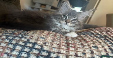 Maine Coon cats - Advert 12