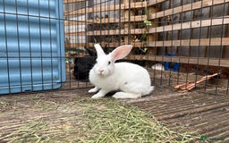 Mini Lop rabbits for sale: 2 beautiful mix breed sisters  - Image 6