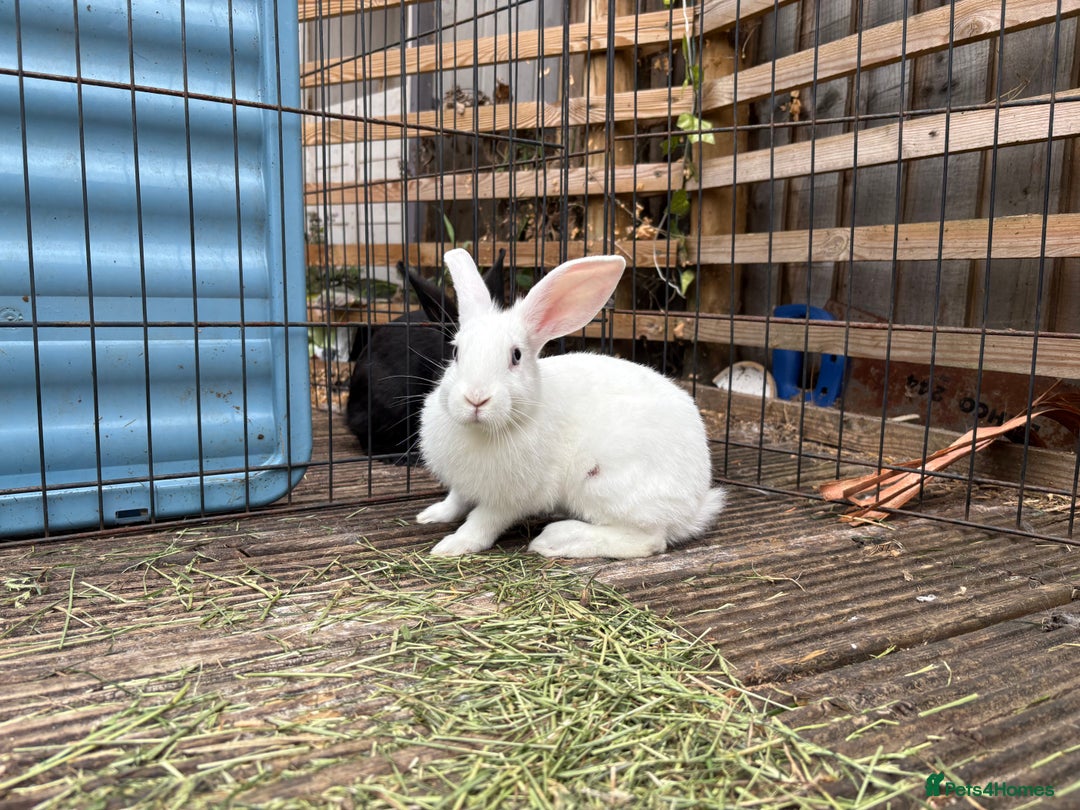 Mini Lop rabbits for sale: 2 beautiful mix breed sisters  - Image 6