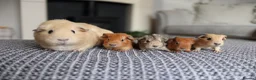 Guinea Pig rodents for sale: Beautiful Baby Guinea Pigs – Ready to Reserve  - Advert 15