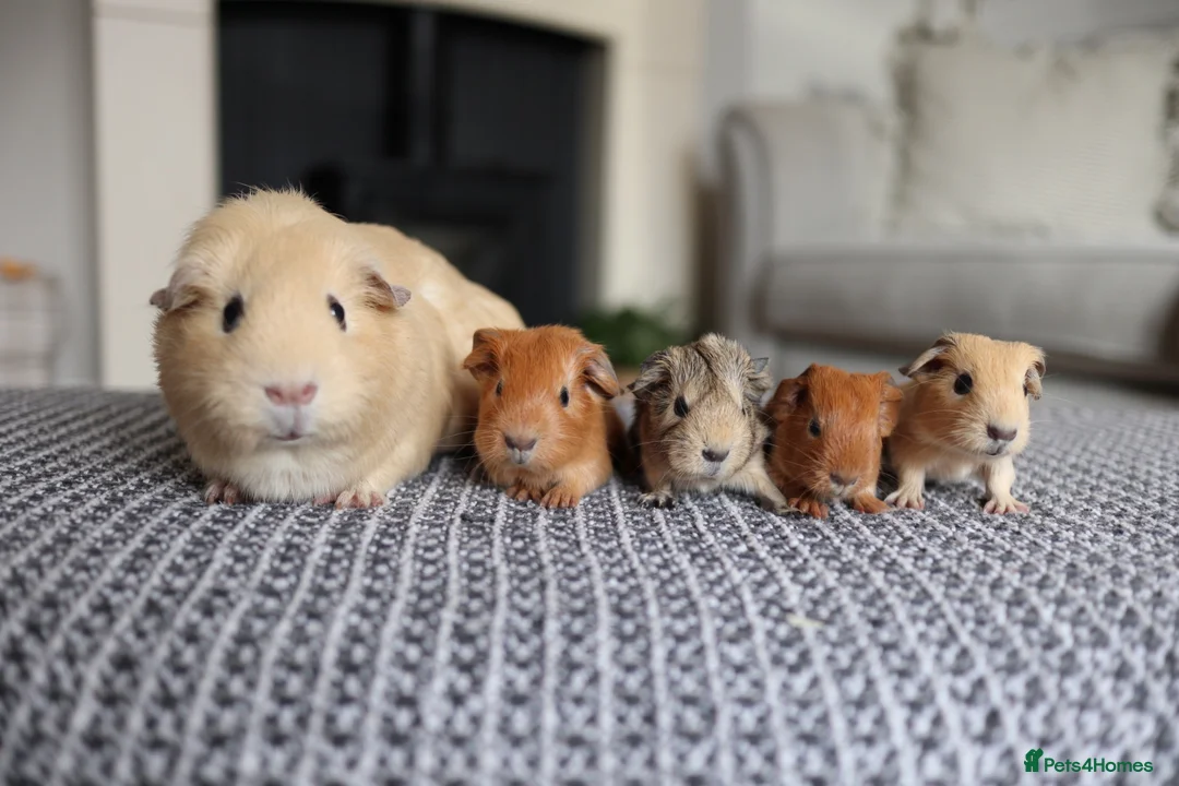 Guinea Pig rodents for sale: Beautiful Baby Guinea Pigs – Ready to Reserve  - Advert 15