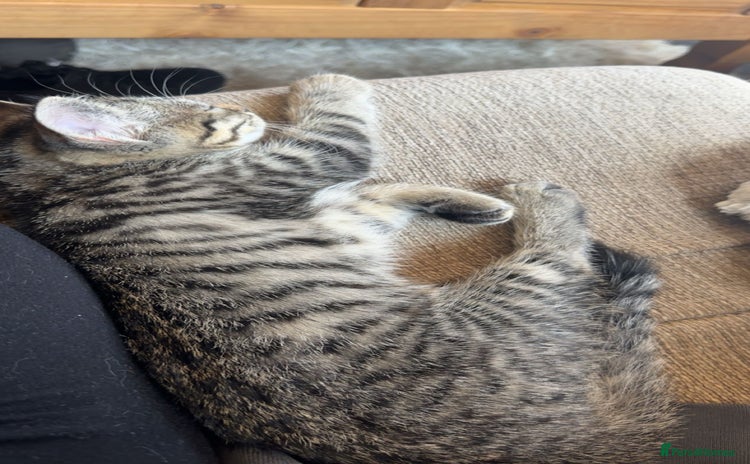 Bengal cats - Advert 1