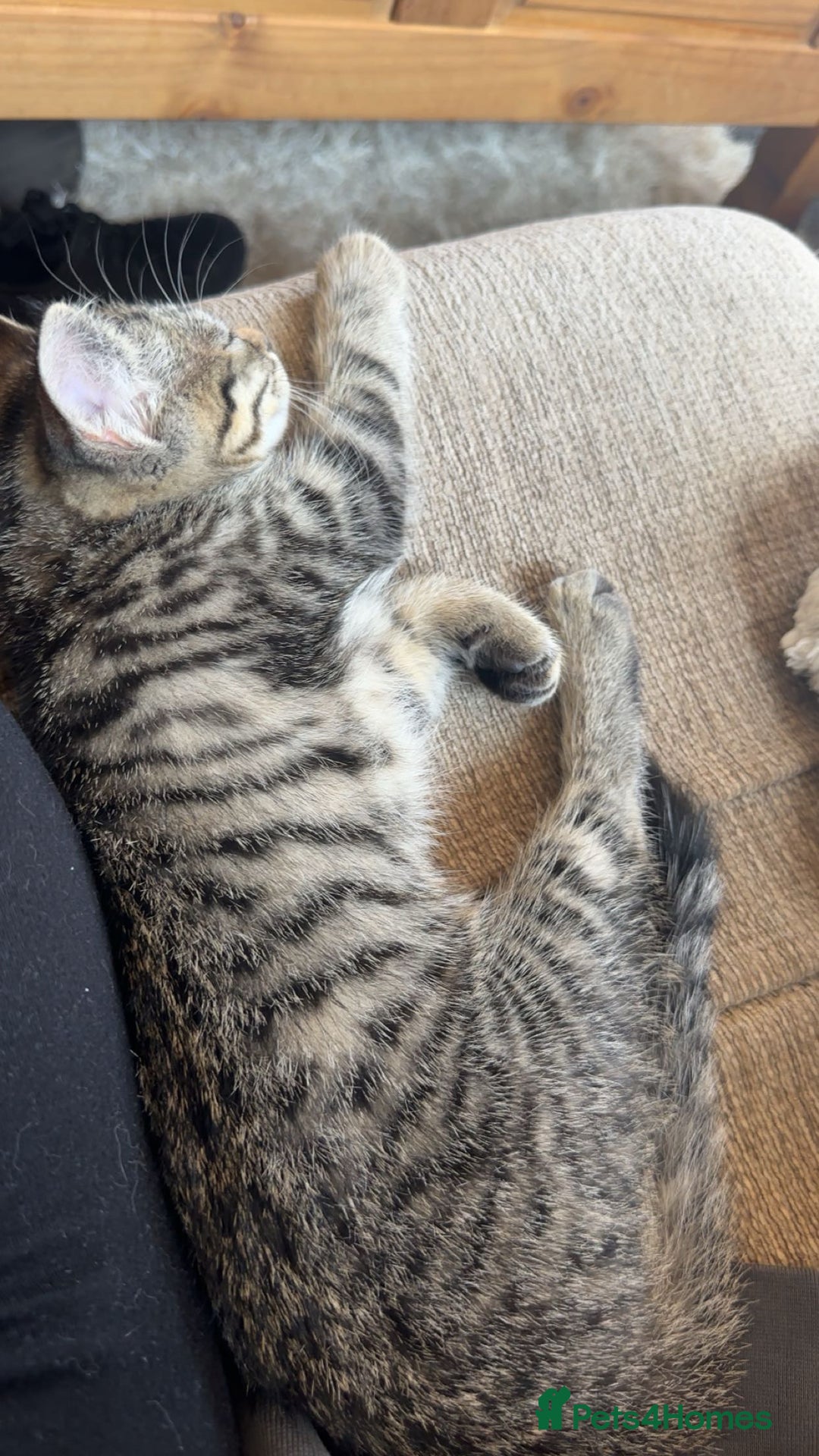 Bengal cats for sale: Kitten for sale  - Image 1
