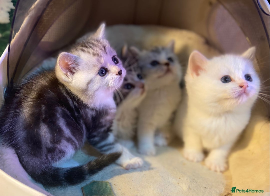 Munchkin cats for sale: Full Pedigree Munchkin Kittens  - Image 6
