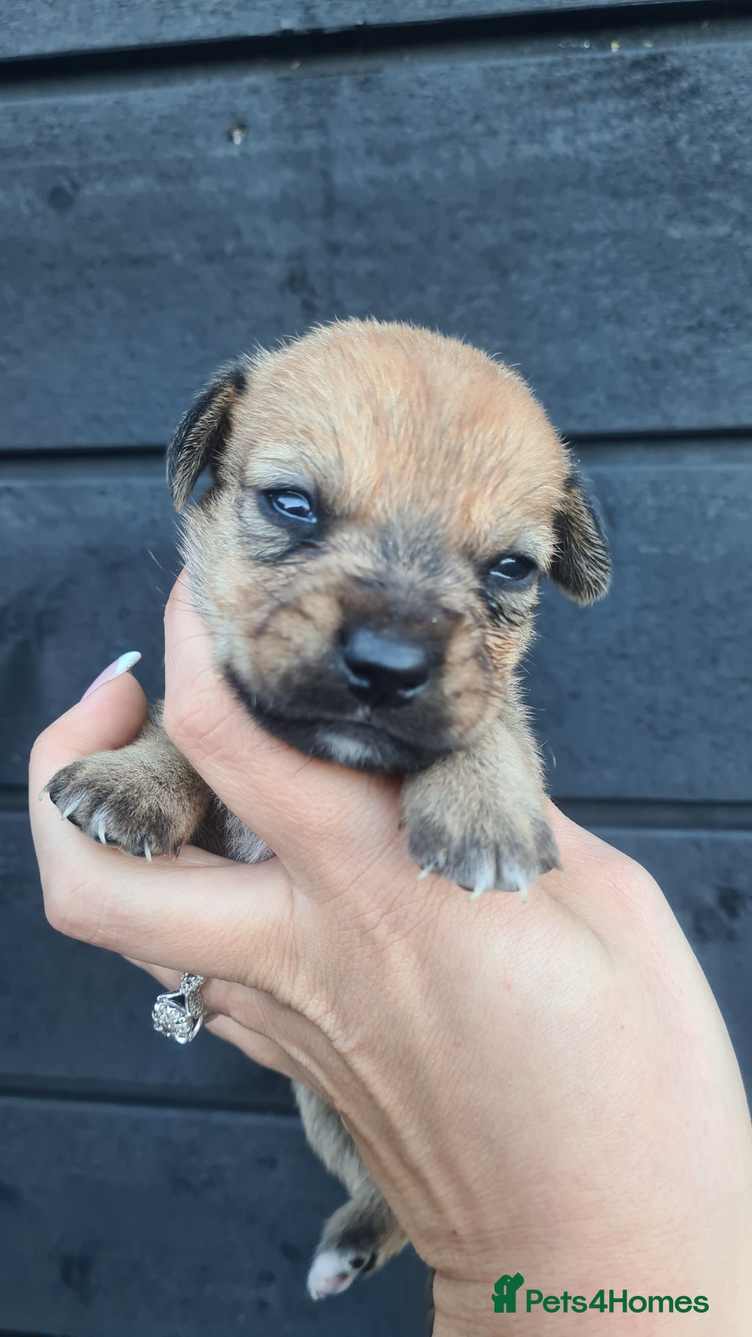 Mixed Breed dogs for sale: Patterjack x daxies pups available  - Advert 26