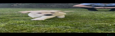 Labrador Retriever Puppy 1