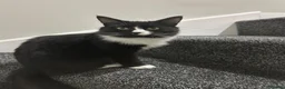 Mixed Breed cats for sale: Kinny  - Advert 4