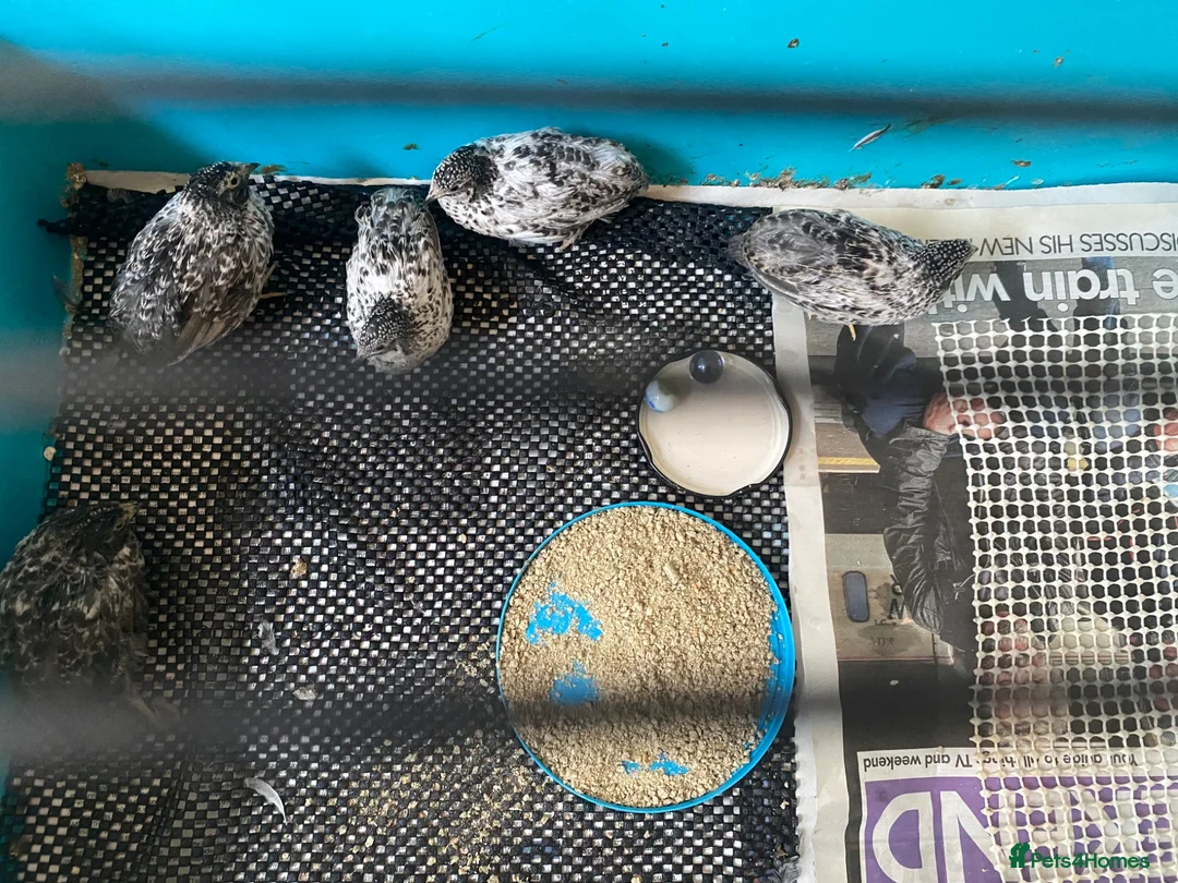 Quail poultry for sale: Button quail chicks in Carnforth - Advert 1