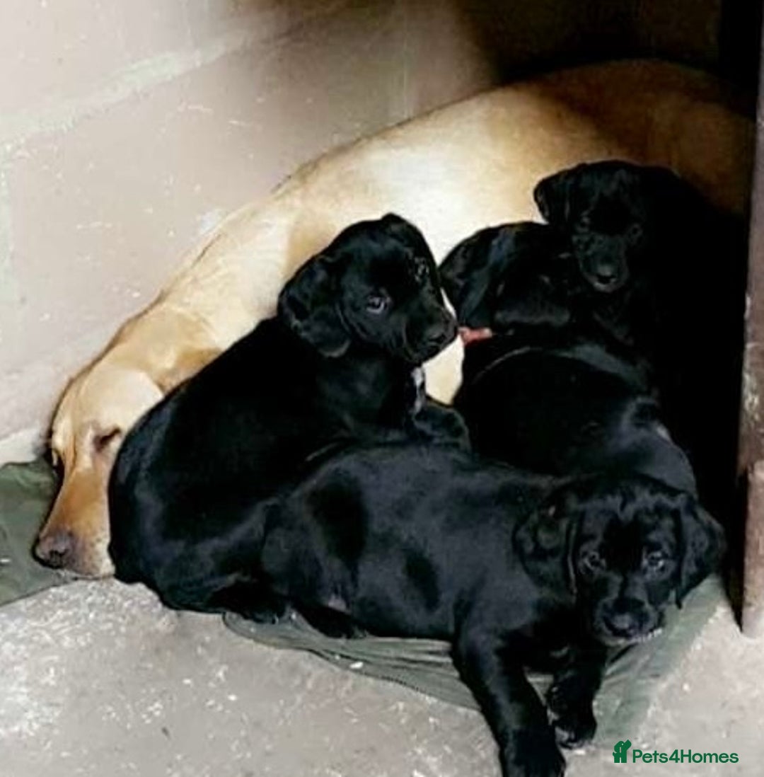 Mixed Breed dogs for sale: 🐾 5 Gorgeous Sprockerdor Puppies 🐾 - Advert 5