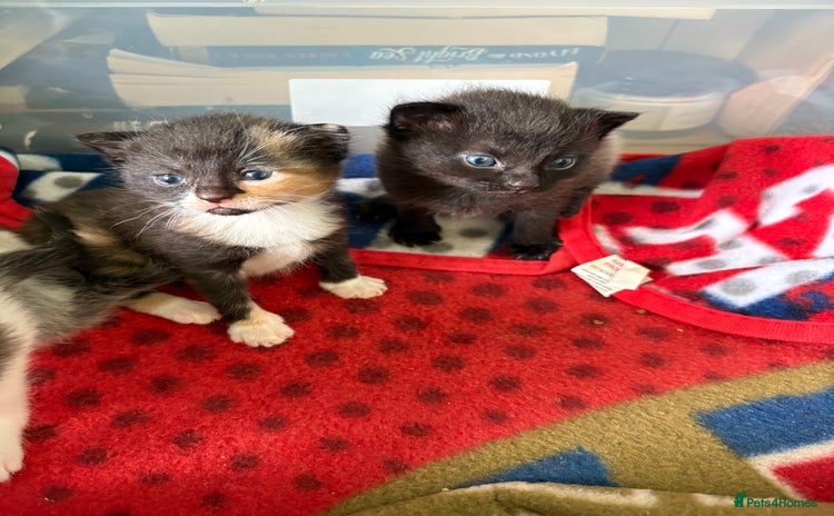 Mixed Breed cats - Advert 1