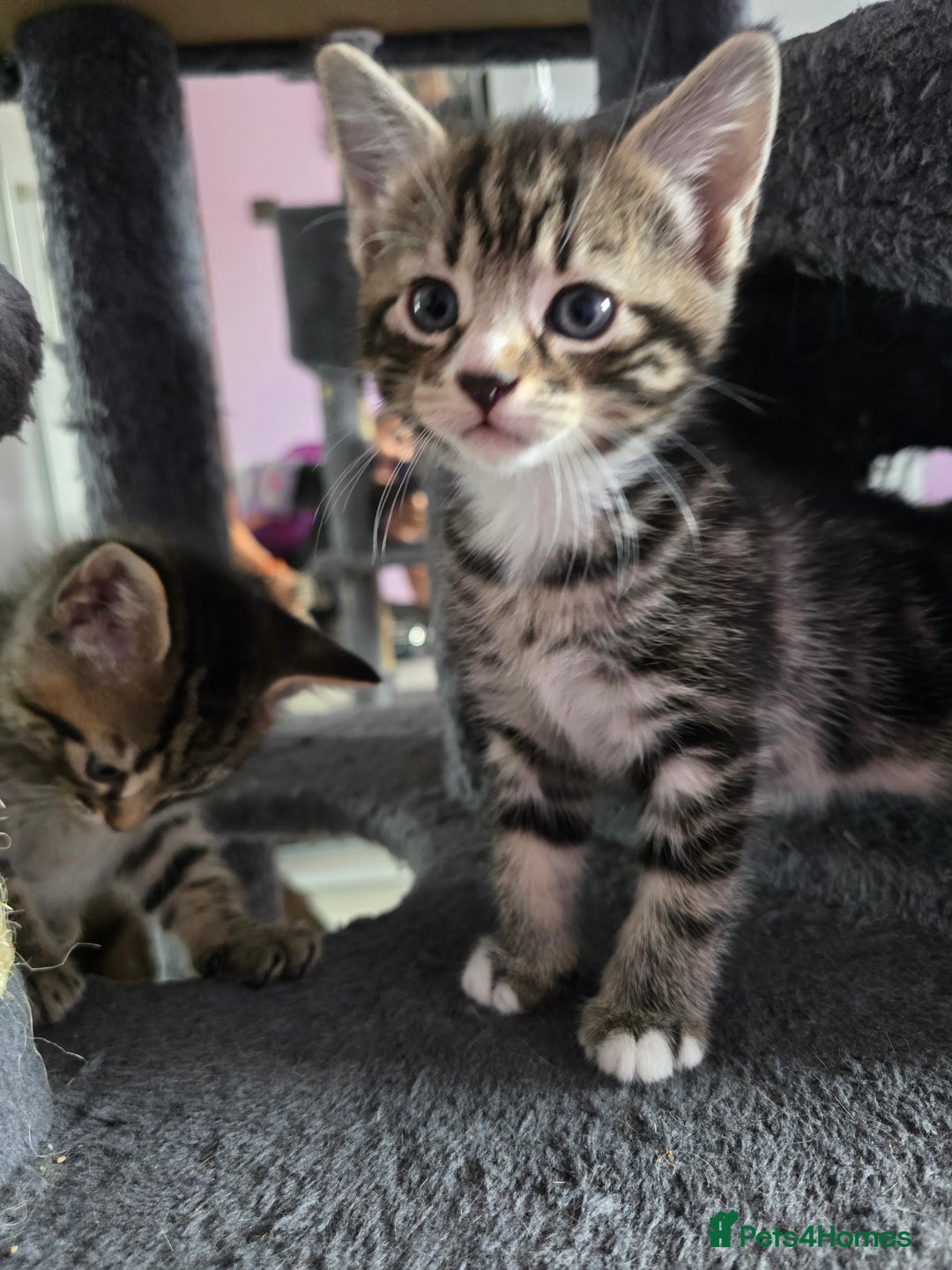 Domestic Shorthair cats for sale: Tabby Cuddly kittens- microchip+1st vaccination  - Image 13