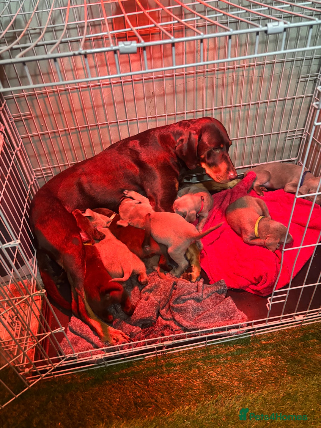 Mixed Breed dogs for sale: Pointer puppies  - Image 11