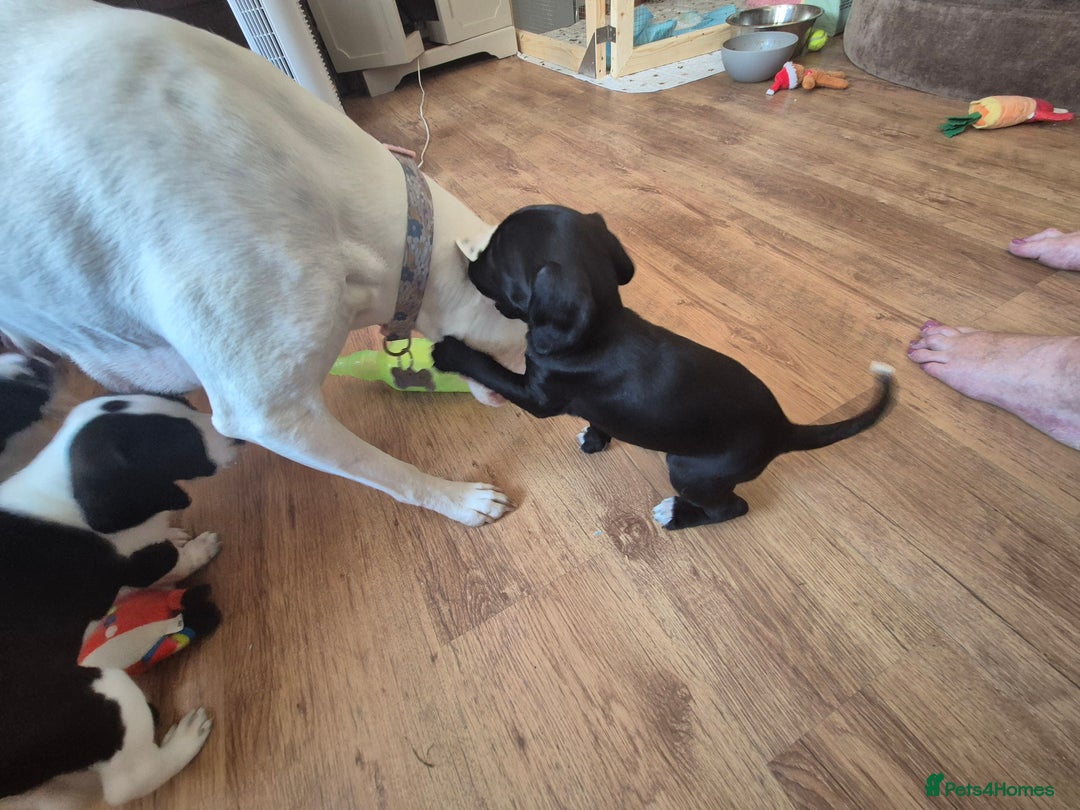 Staffordshire Bull Terrier dogs for sale: Staffie x Cockapoo puppies - Image 23