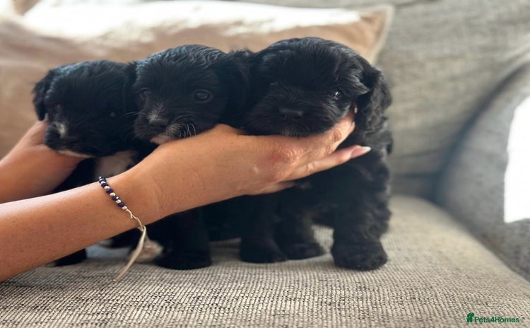 Cavapoo dogs - Advert 4