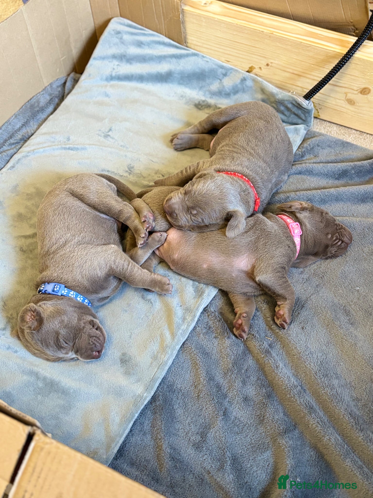 Mixed Breed dogs WEIM X DOBI CHAMPION BLOODLINE PUPS - Advert 12