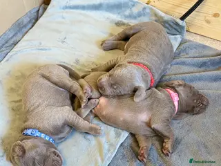 Mixed Breed dogs WEIM X DOBI CHAMPION BLOODLINE PUPS - Advert 11