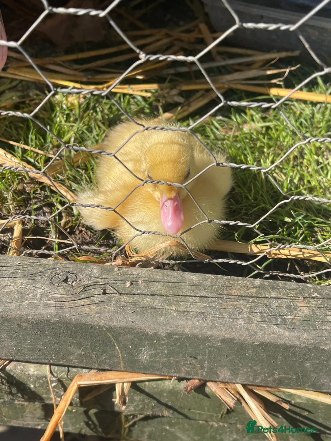 Ducks poultry for sale: 5 Muscovy ducklings  - Advert 1