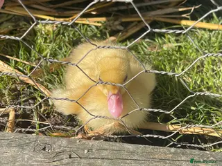 Ducks poultry 5 Muscovy ducklings - Advert 3