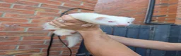 Ferret rodents for sale: Jill’s  in Wakefield - Advert 1