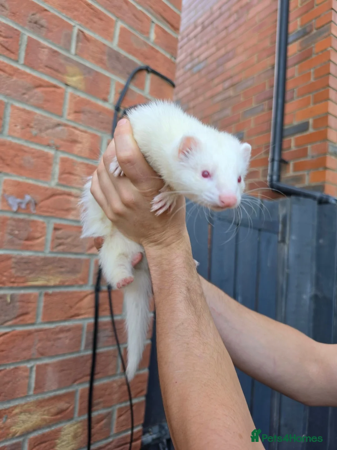 Ferret rodents for sale: Jill’s  in Wakefield - Advert 1