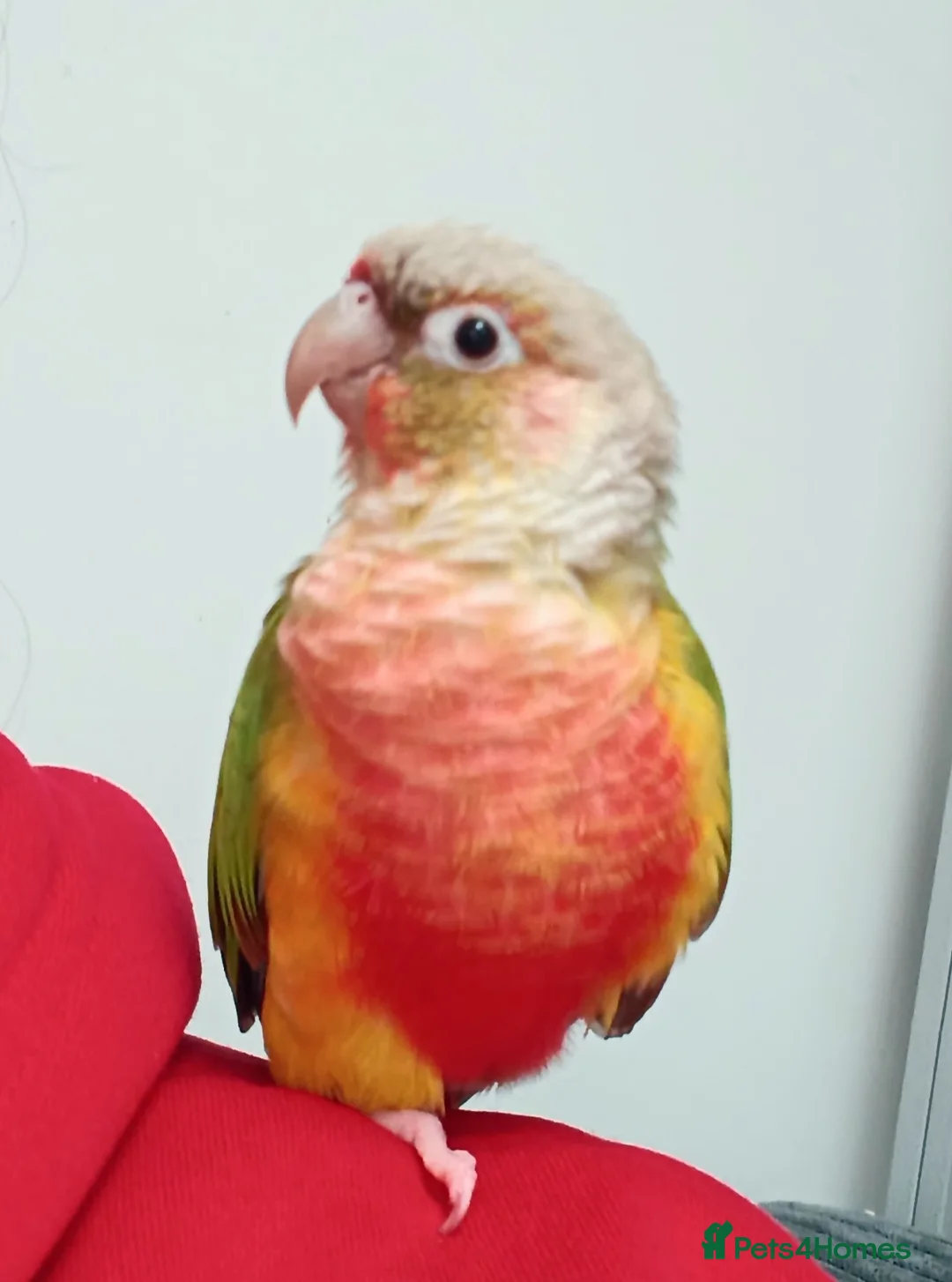 Conures birds for sale: Pineapple conure  - Advert 2