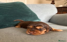 Cocker Spaniel dogs for sale: Outstanding kc reg cocker spaniel puppies - Image 9