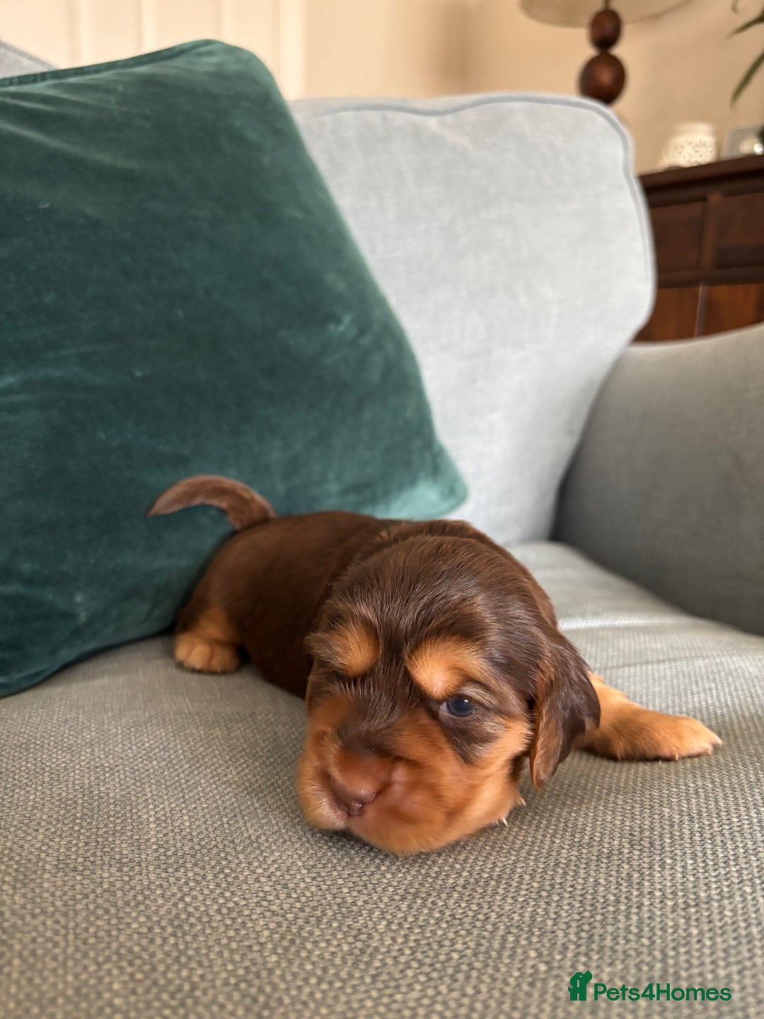 Cocker Spaniel dogs for sale: Outstanding kc reg cocker spaniel puppies - Image 9