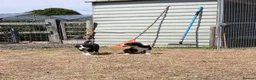 Border Collie dogs for sale: Long coated border collie puppies - Advert 21