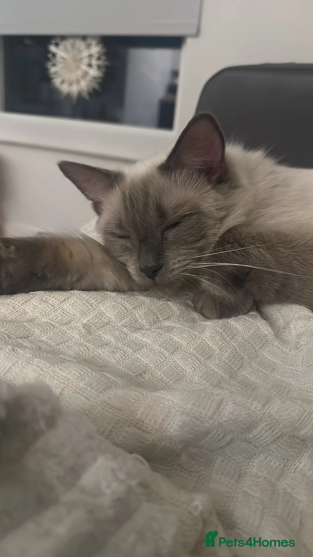 Ragdoll cats for sale: Bluebell the ragdoll in Sheffield - Advert 4