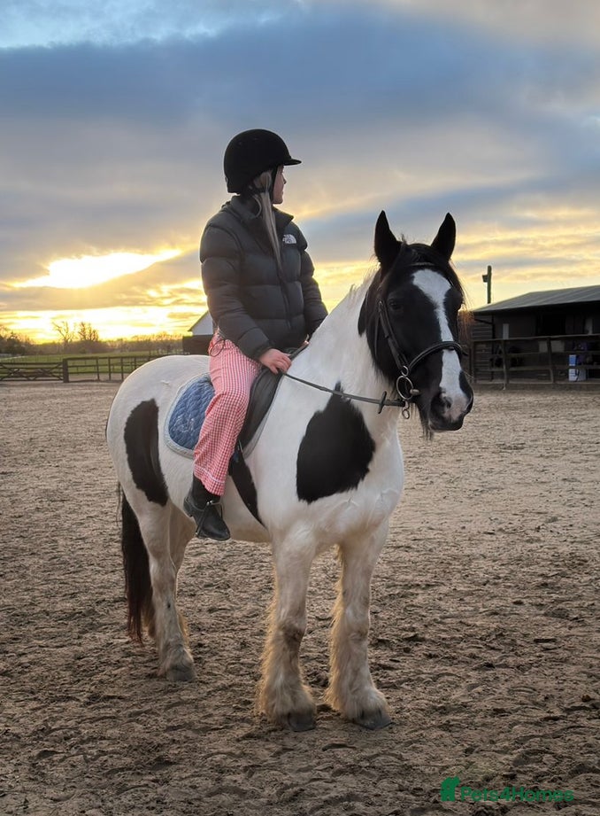 Irish Cob horses Apple|14”|cob - Advert 10