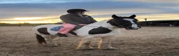 Irish Cob horses for sale: Apple|14”|cob in Lanark - Advert 1