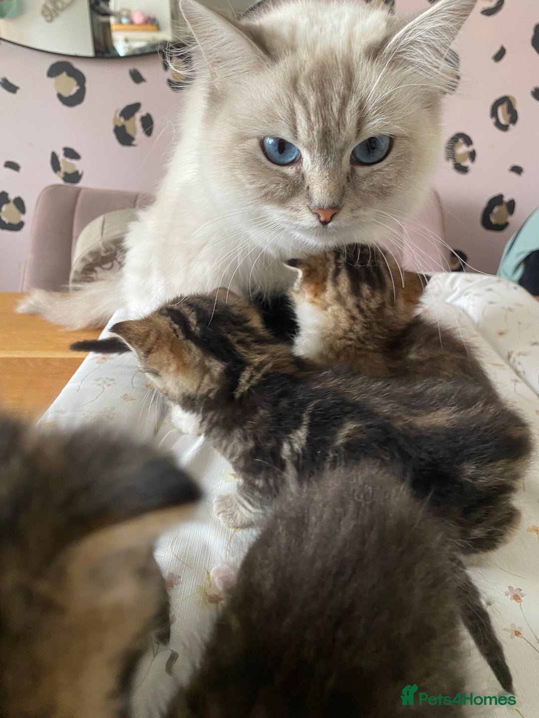 RagaMuffin cats for sale: Beautiful Ragdoll kittens  - Image 7